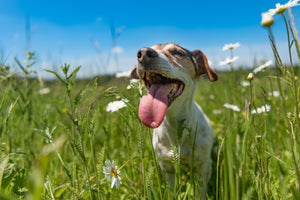 Spring Safety For Your Pup