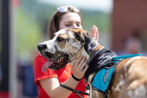 How can my dog become a therapy dog?