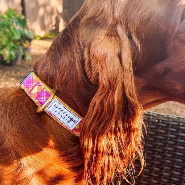 Fi Collar Band - Firefly Nights  Fi Collar Band - Firefly Nights