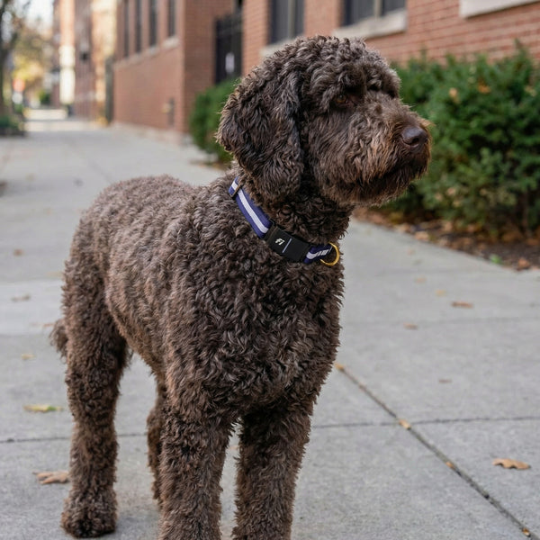 Fi Collar Band - Sapphire