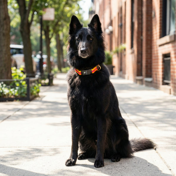 Fi Collar Band - Sunset