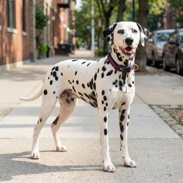 Fi Collar Band - Polo