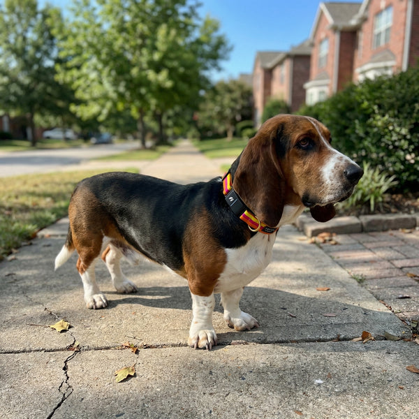 Fi Collar Band - Sunset
