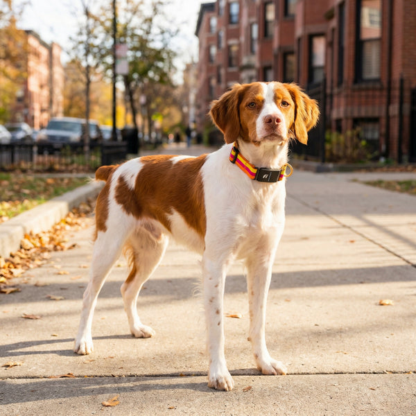Fi Collar Band - Sunset
