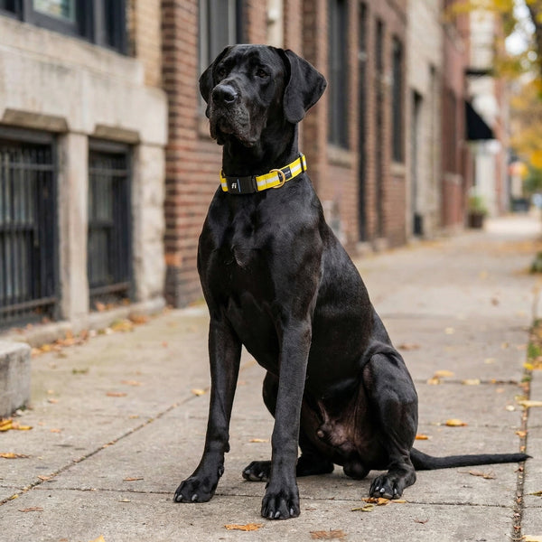 Fi Collar Band - The Yellow Jacket