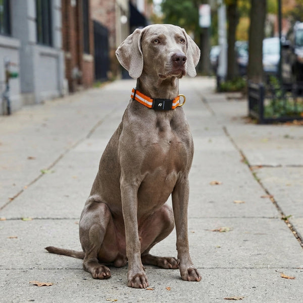 Fi Collar Band - Orange Crush