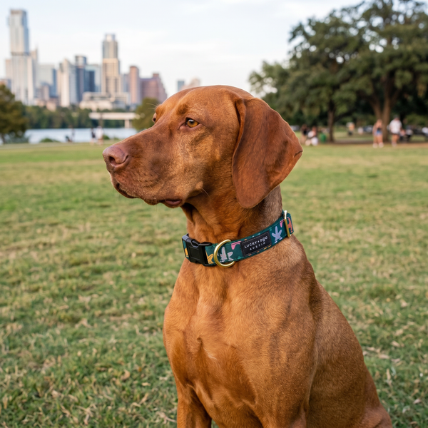 Activewear Collars - Tidepool Treasures
