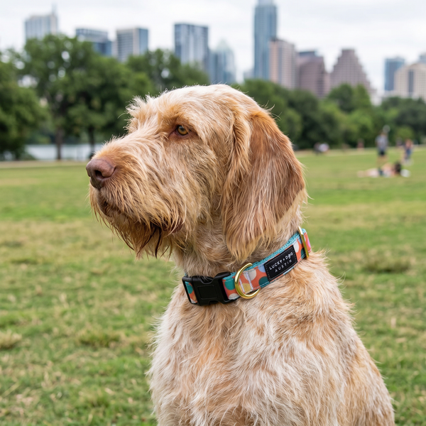 Activewear Collars - Coral Confetti
