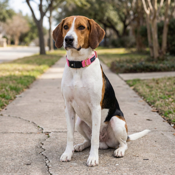 Fi Collar Band - Pink
