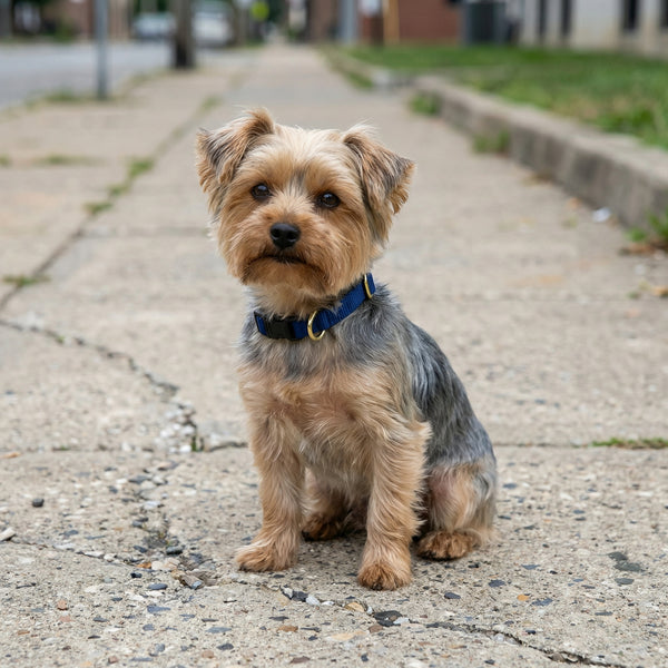 Small Dog Activewear - Navy Blue