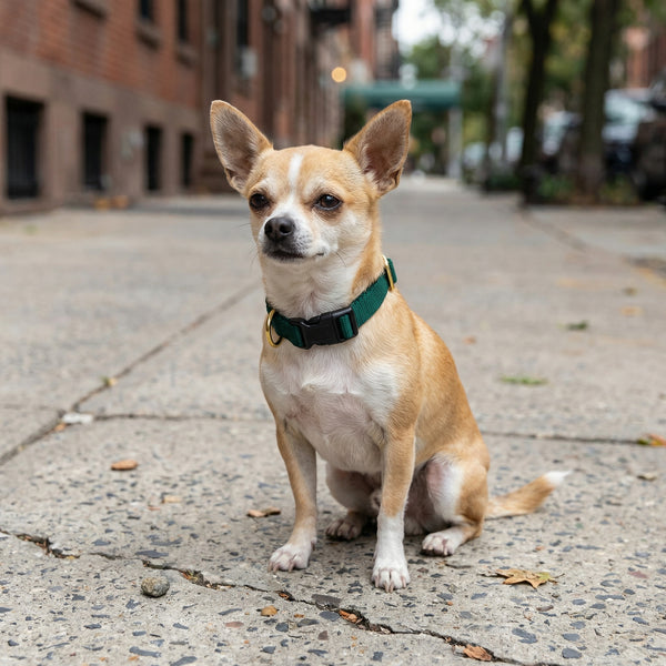 Small Dog Activewear - Forest Green