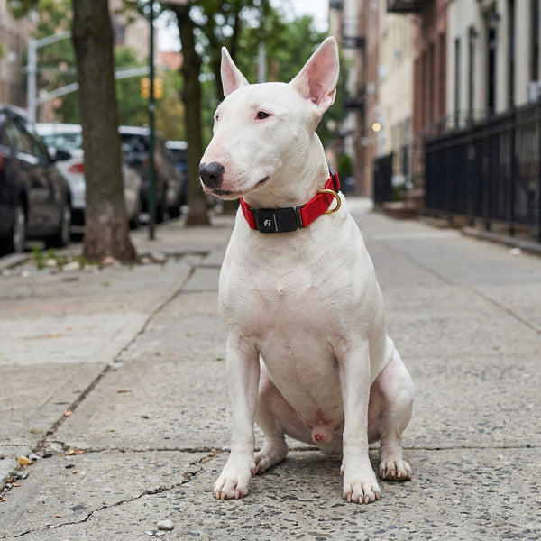 Fi Collar Band - Bright Red