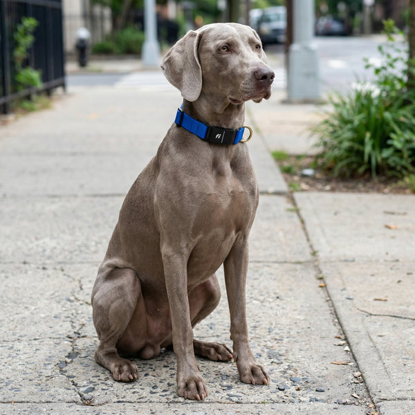 Fi Collar Band - Royal Blue