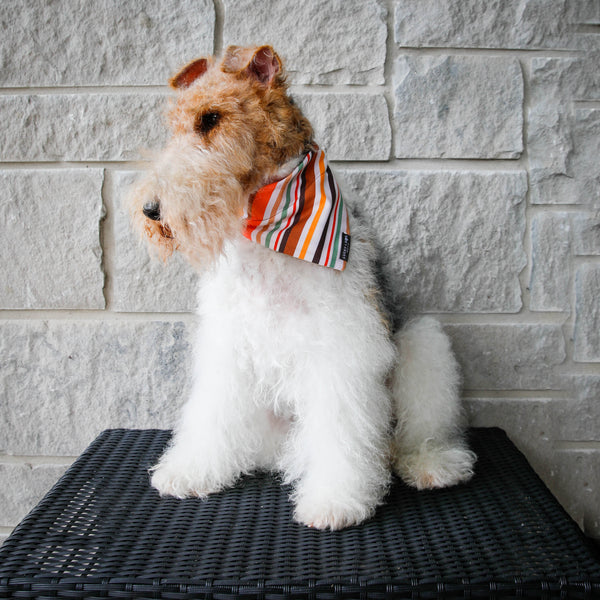 Activewear - Oak Pup