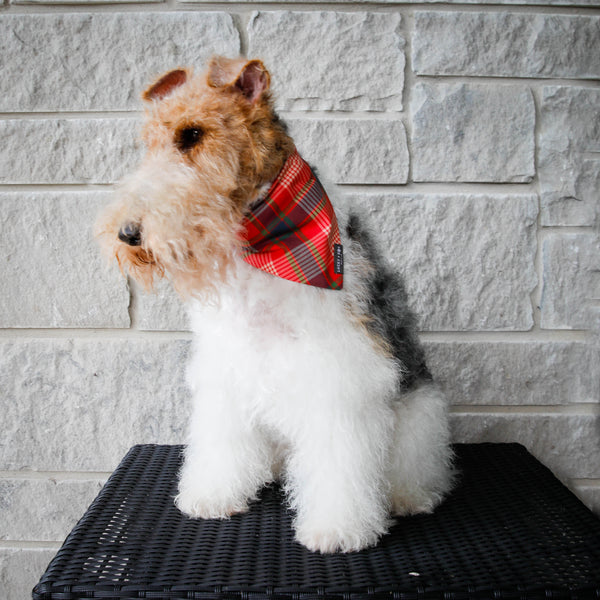 Tartan Tail - Bandana