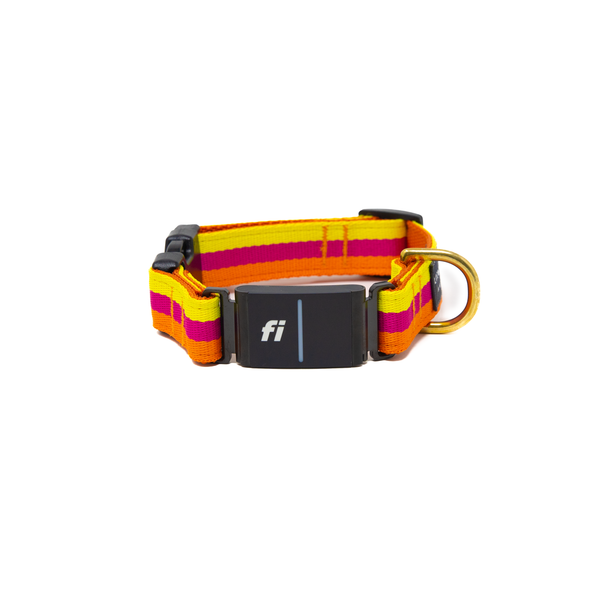 Fi Collar Band - Sunset