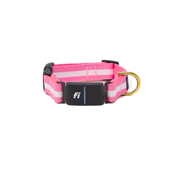Fi Collar Band - Bubble Gum Fi Collar Band - Bubble Gum