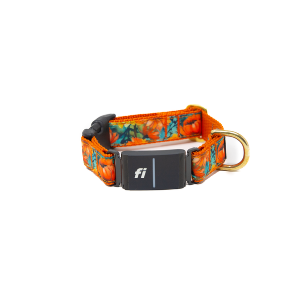 Fi Collar Band - Poppy Bloom  Fi Collar Band - Poppy Bloom