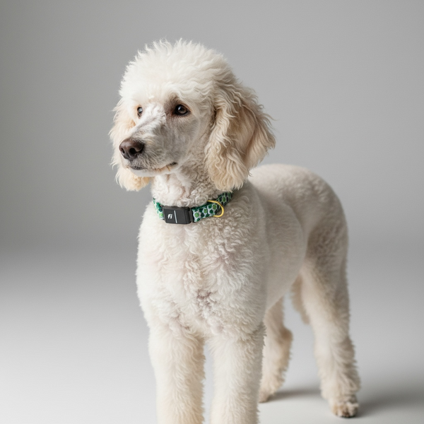 Fi Collar Band - Luck of the Irish