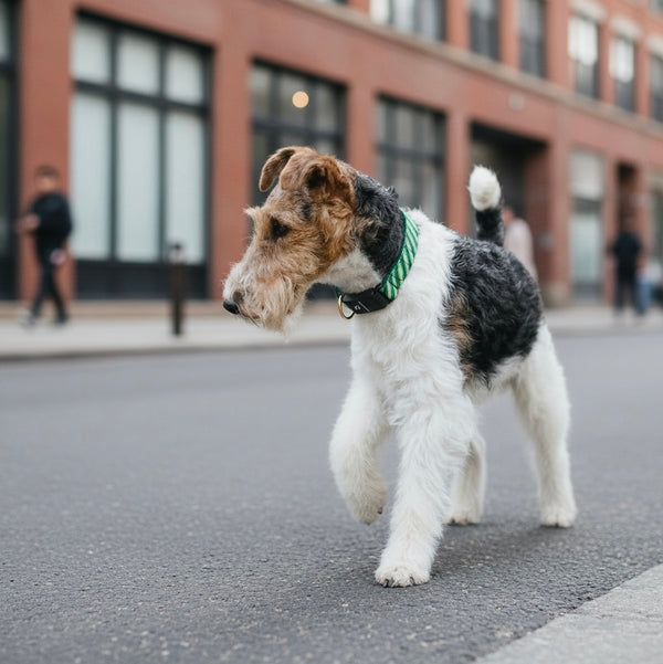 Fi Collar Band - Lucky Stripes