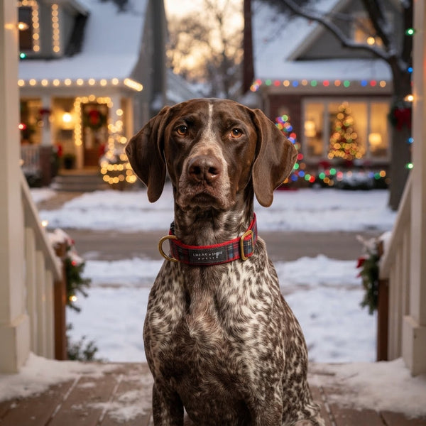 Activewear Collars - Yule Tartan