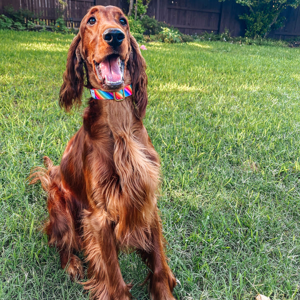 Activewear - Pride Collar
