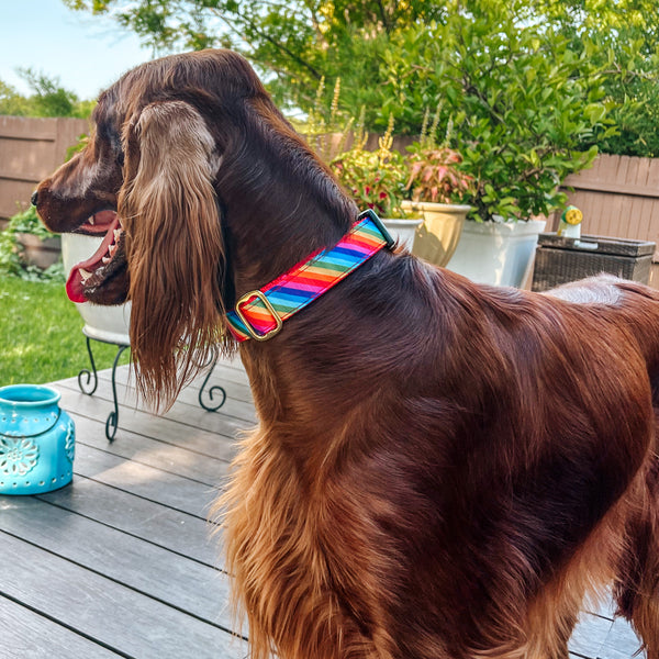 6 ft. Leash - Pride  6 ft. Leash - Pride