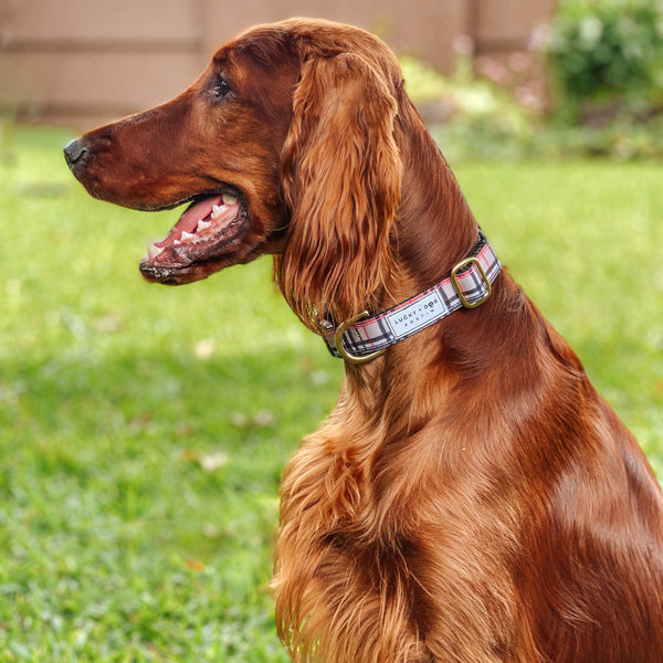 Fi Collar Band - London Furberry  Fi Collar Band - London Furberry