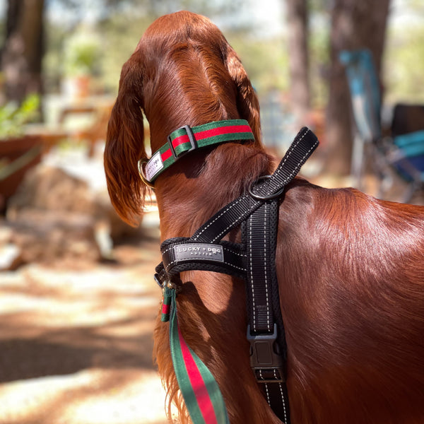 Fi Collar Band - Goochie  Fi Collar Band - Goochie