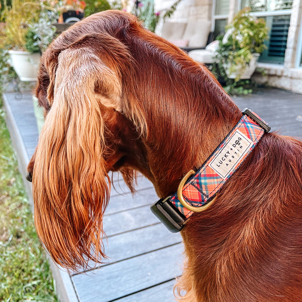 Fi Collar Band - Pumpkin Spice