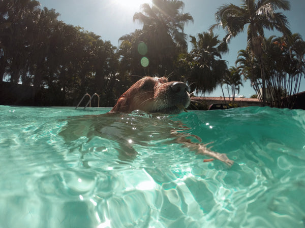 5 Things To Do In The Backyard With Your Dog This Summer