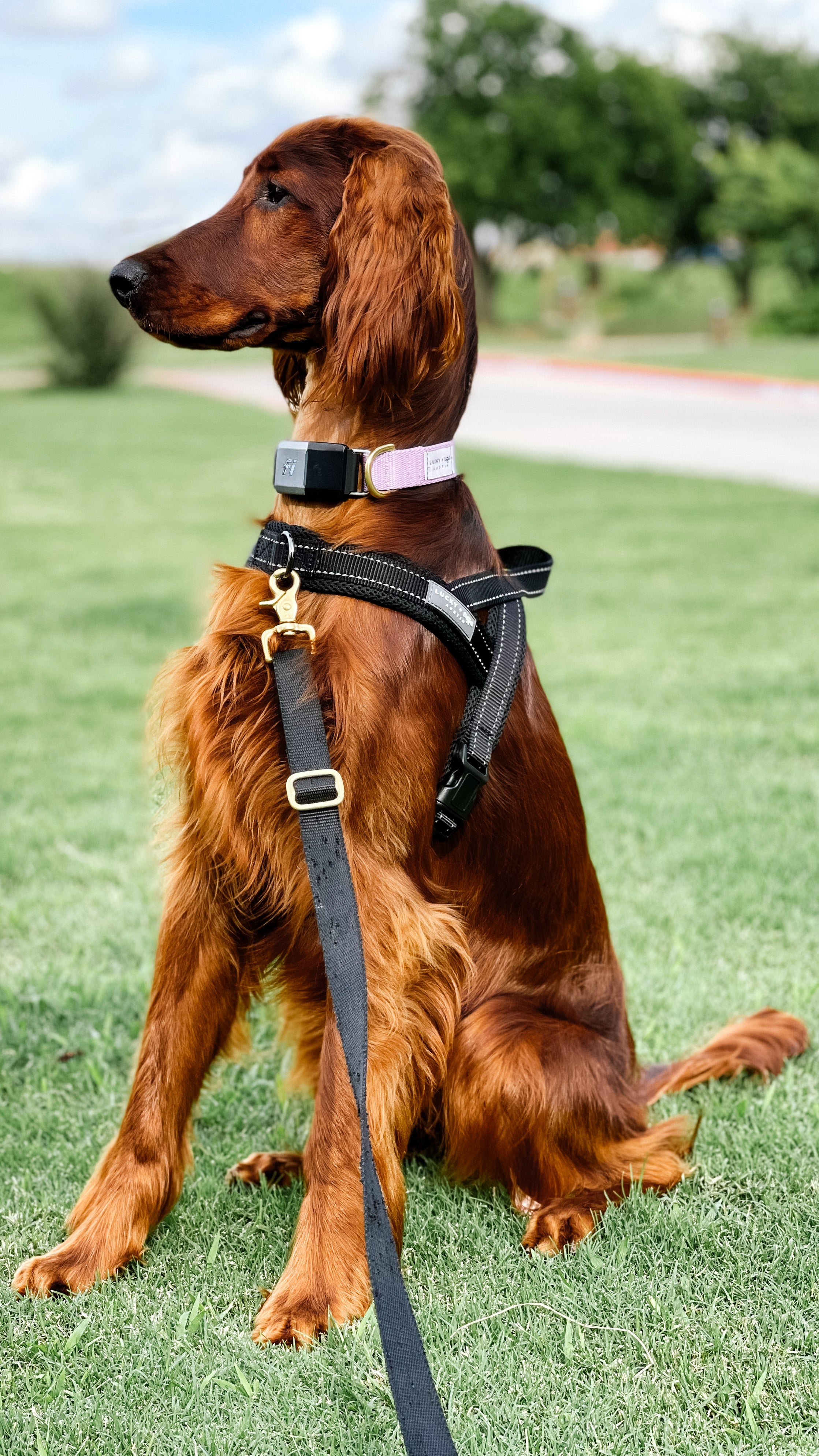 Should I use a dog harness or collar when walking my dog? – LUCKY + DOG ...