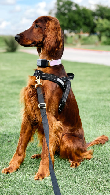Should I use a dog harness or collar when walking my dog?