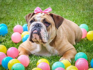 5 Tips For Celebrating Easter With Your Pup
