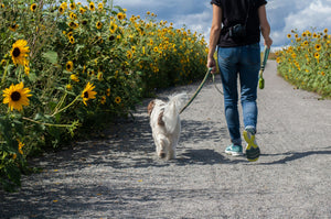 Is It Too Hot to Walk? The Pavement Test Every Dog Owner Should Know