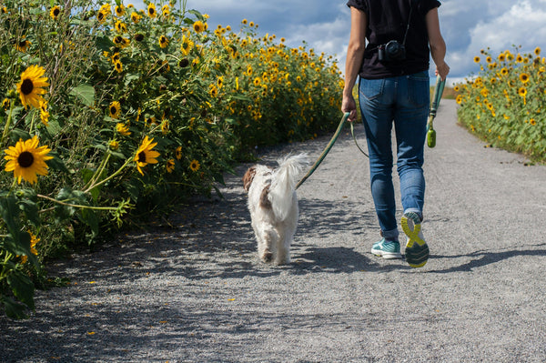 Is It Too Hot to Walk? The Pavement Test Every Dog Owner Should Know