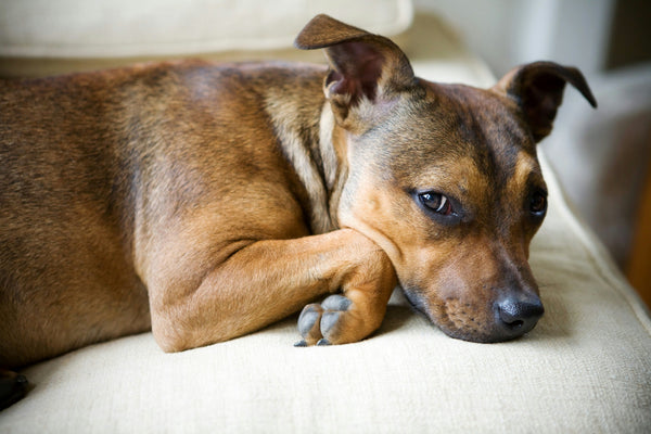 What the Rescue Group Didn't Tell Me (And What I Wish They Had)