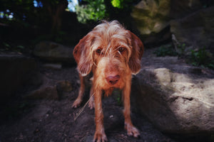 The New World Screwworm Just Reached Texas for the First Time in 60 Years. Your Dog Is Not Exempt.