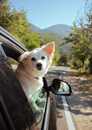 Road Tripping With Your Dog: Everything You Forgot to Think About