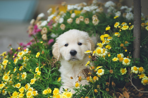 When is it safe to take my puppy out in public places?