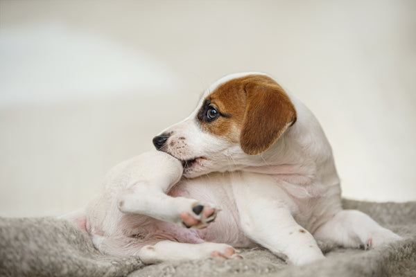 Autumn Allergies in Dogs: Symptoms and Solutions