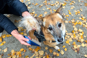 Fall Shedding: Managing Your Dog's Coat