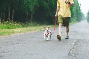 Safely Strolling: 7 Essential Tips to Avoid Injury While Walking Your Dog