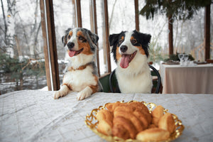 The Holiday Food Survival Guide: What’s Safe (and What’s Not) for Your Dog