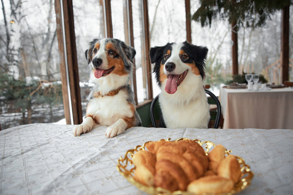 The Holiday Food Survival Guide: What’s Safe (and What’s Not) for Your Dog