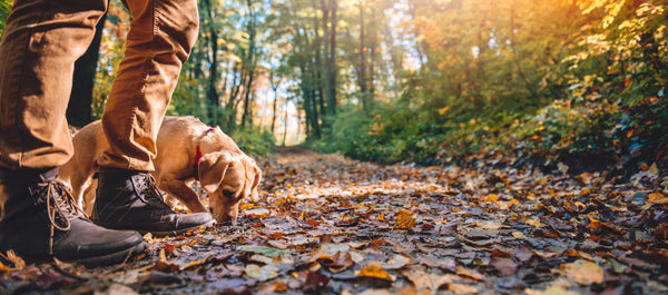 The Hidden Dangers of Autumn: Mushrooms, Acorns, and Other Seasonal Hazards for Dogs