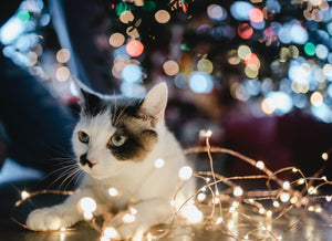 Top 5 Dangers To Pets During The Holidays