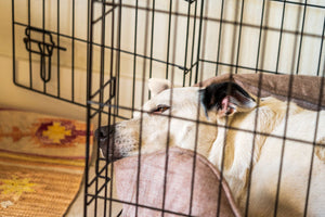 It Is Not Too Late to Crate Train Your Adult Dog