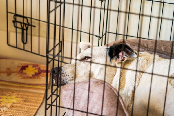 It Is Not Too Late to Crate Train Your Adult Dog