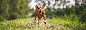 Is a GPS Dog Tracker Actually Worth It? Here's What Owners Who Use Them Say.